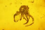 Fossil Fly (Diptera) and a Mite (Acari) in Baltic Amber #234460-2